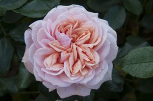 JOIE DE VIVRE (floribunda)